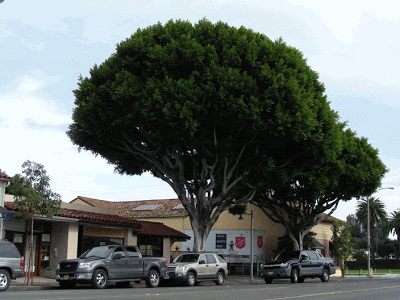 Mature ficus tree