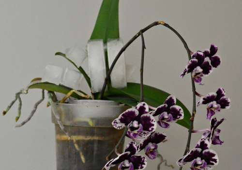 Renegade recomended mature orchids Get