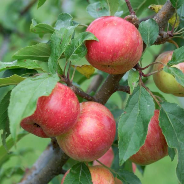 Indominus reccomend Mature dwarf fruit trees Dwarf Fruit Trees
