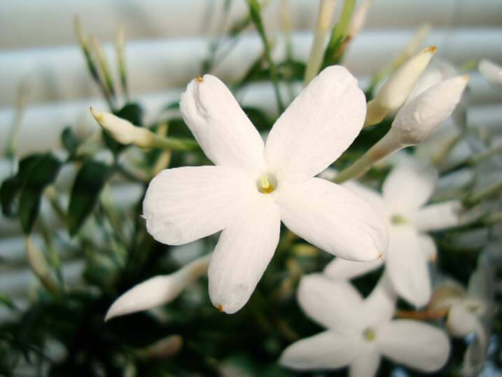 Uhura reccomend Asian care jasmine plant