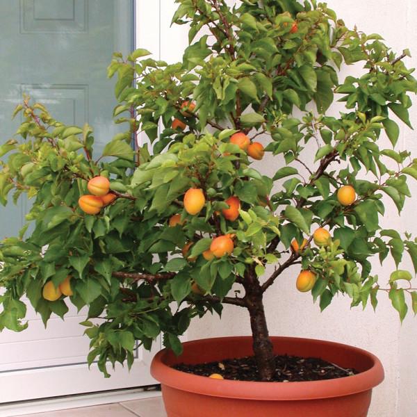 Chewbacca reccomend Mature dwarf fruit trees Dwarf Fruit Trees