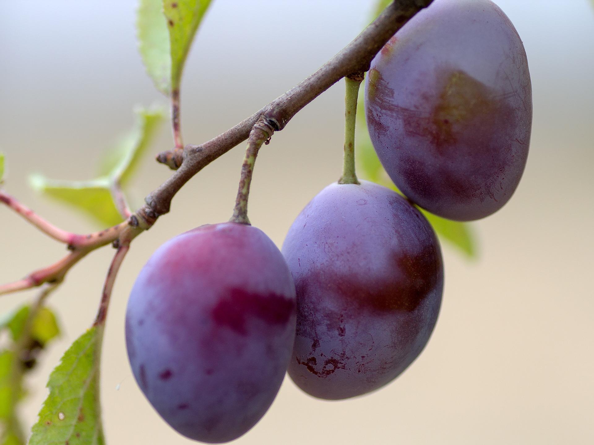 Protein reccomend Mature dwarf fruit trees Dwarf Fruit Trees