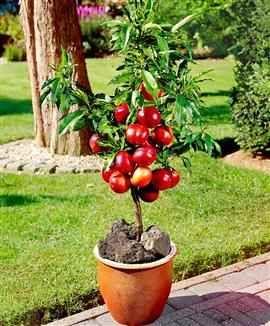 Neptune reccomend Mature dwarf fruit trees Dwarf Fruit Trees