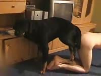 best of Fucked a Getting rottweiler by