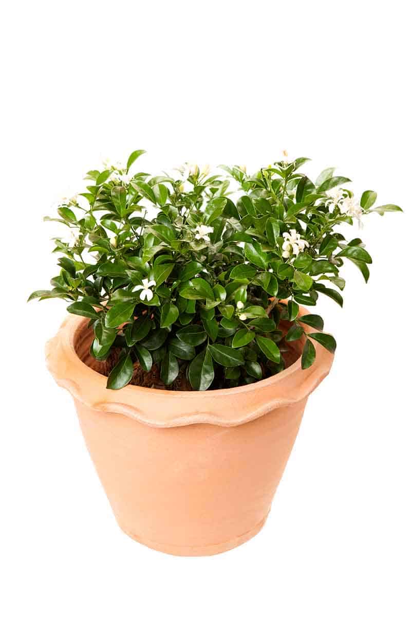 best of Jasmine Asian plant care