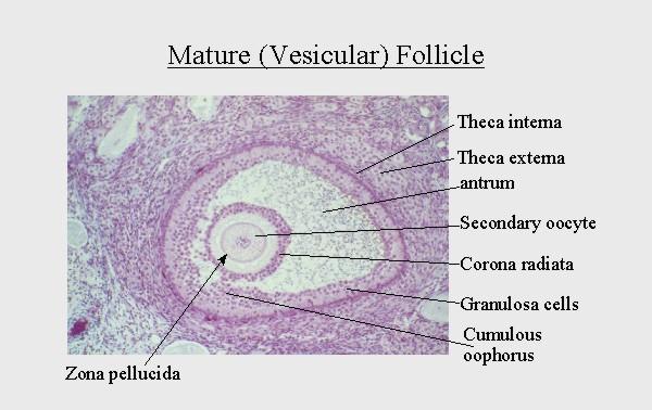 Follicle size mature egg