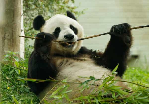 Asian panda gives huge dick