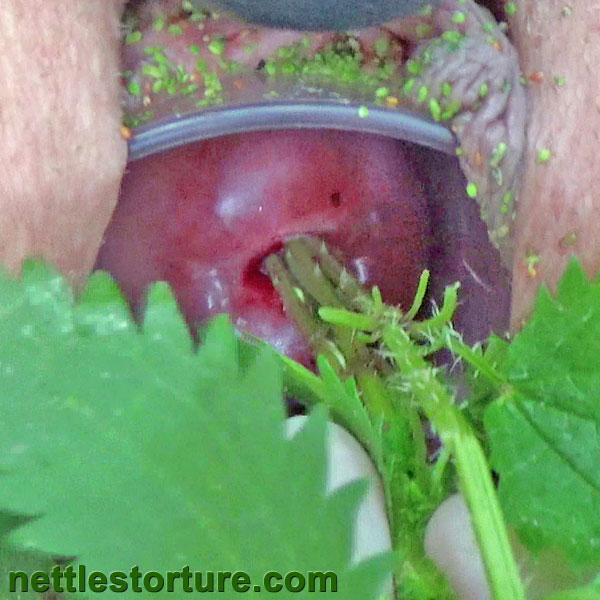 Nettle tortured tits