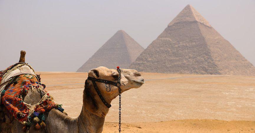 best of Hips camel those