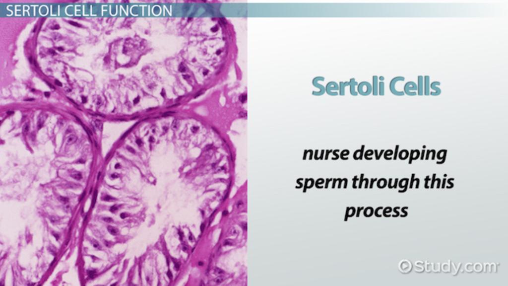 Peep reccomend Sperm found with sertoli cell only
