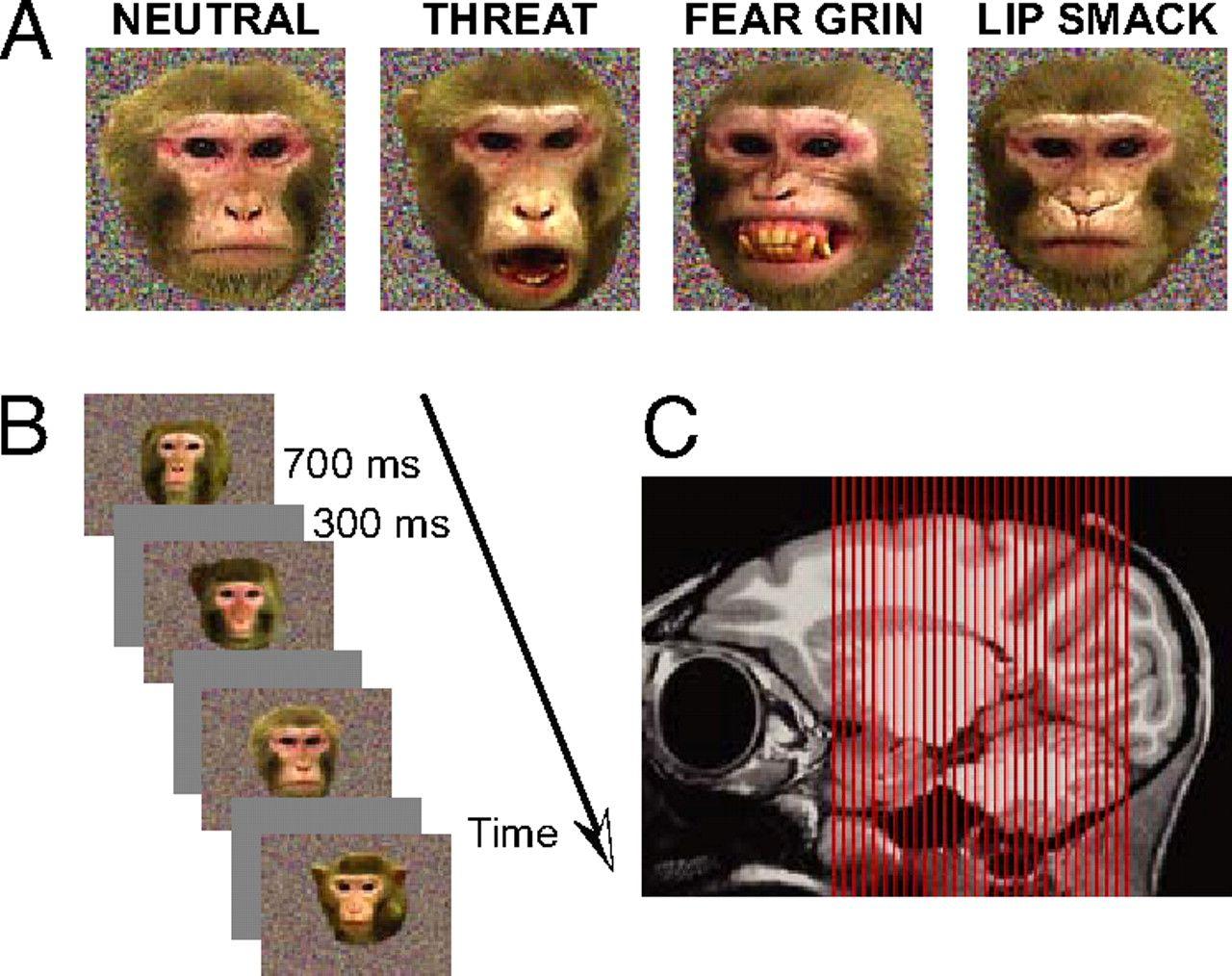Macaque facial expressions