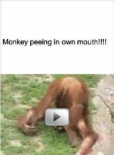Pharoah reccomend Monkey peeing in its own mouth