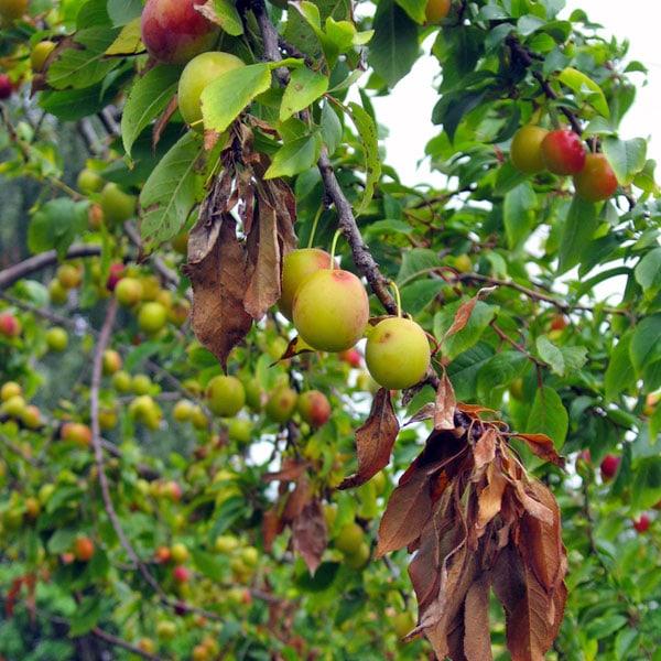 Judge reccomend Asian pears resistant to fireblight