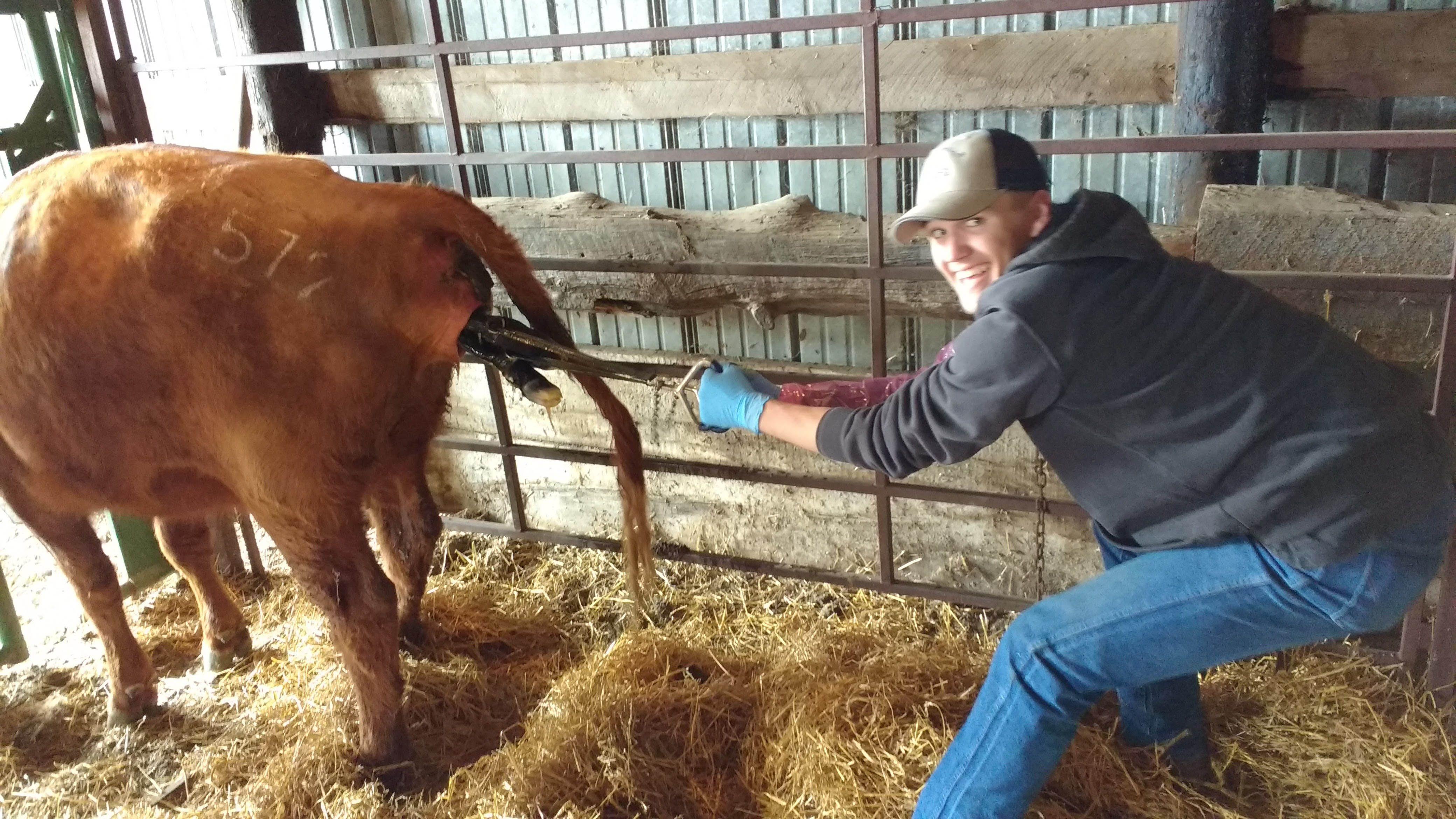 Goldfinger reccomend Job search ranch hand cow calf