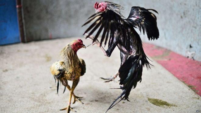 best of Image Cock fight