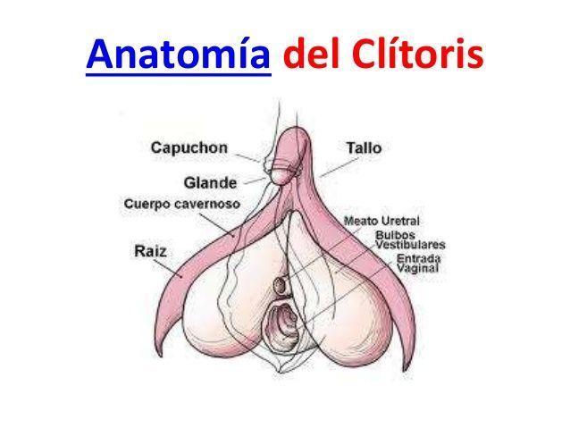 Anatomia del clitoris