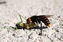 Asian giant hornet science journals
