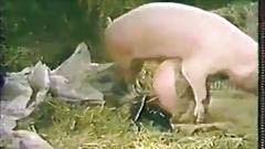 best of With pig Anal