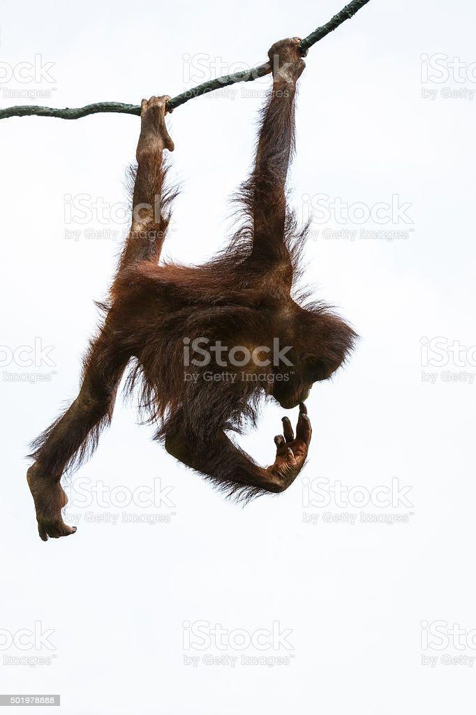 Monkey picture swinging