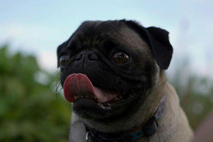 Why pugs lick