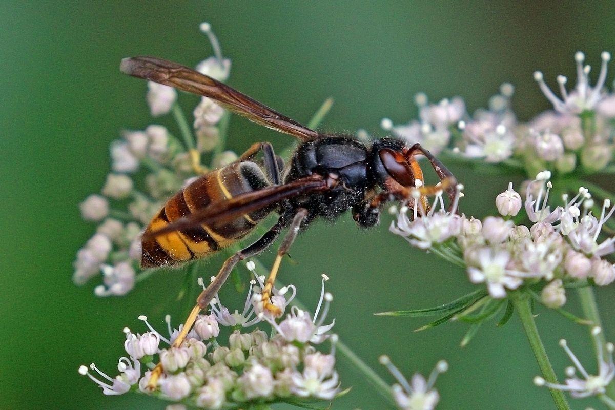 The E. reccomend Asian giant hornet science journals