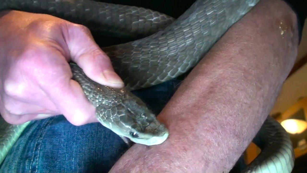 Best snake for amateur