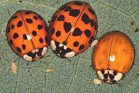 Butch C. reccomend Asian lady beetle facts
