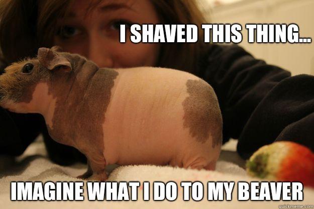 best of A shaved beaver Like
