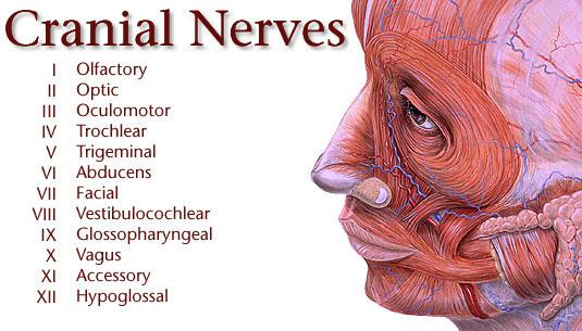 Turk reccomend Facial nerve and swallowing
