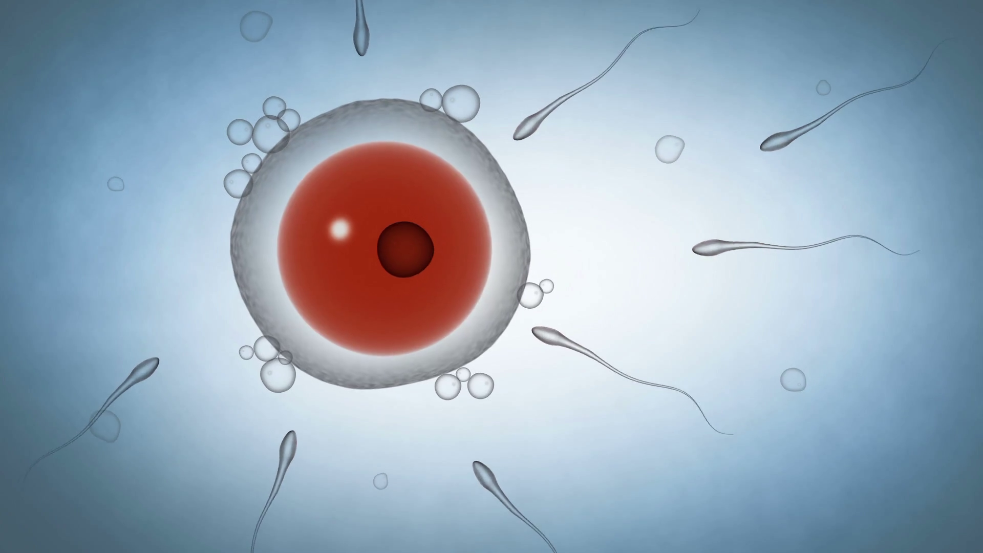 Lexus reccomend Sperm entering an egg