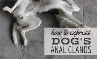Anal expression for puppies