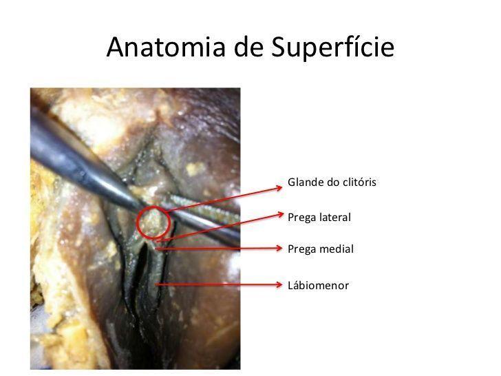 Engineer reccomend Anatomia del clitoris