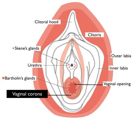 best of Technical of virginity definition Explain