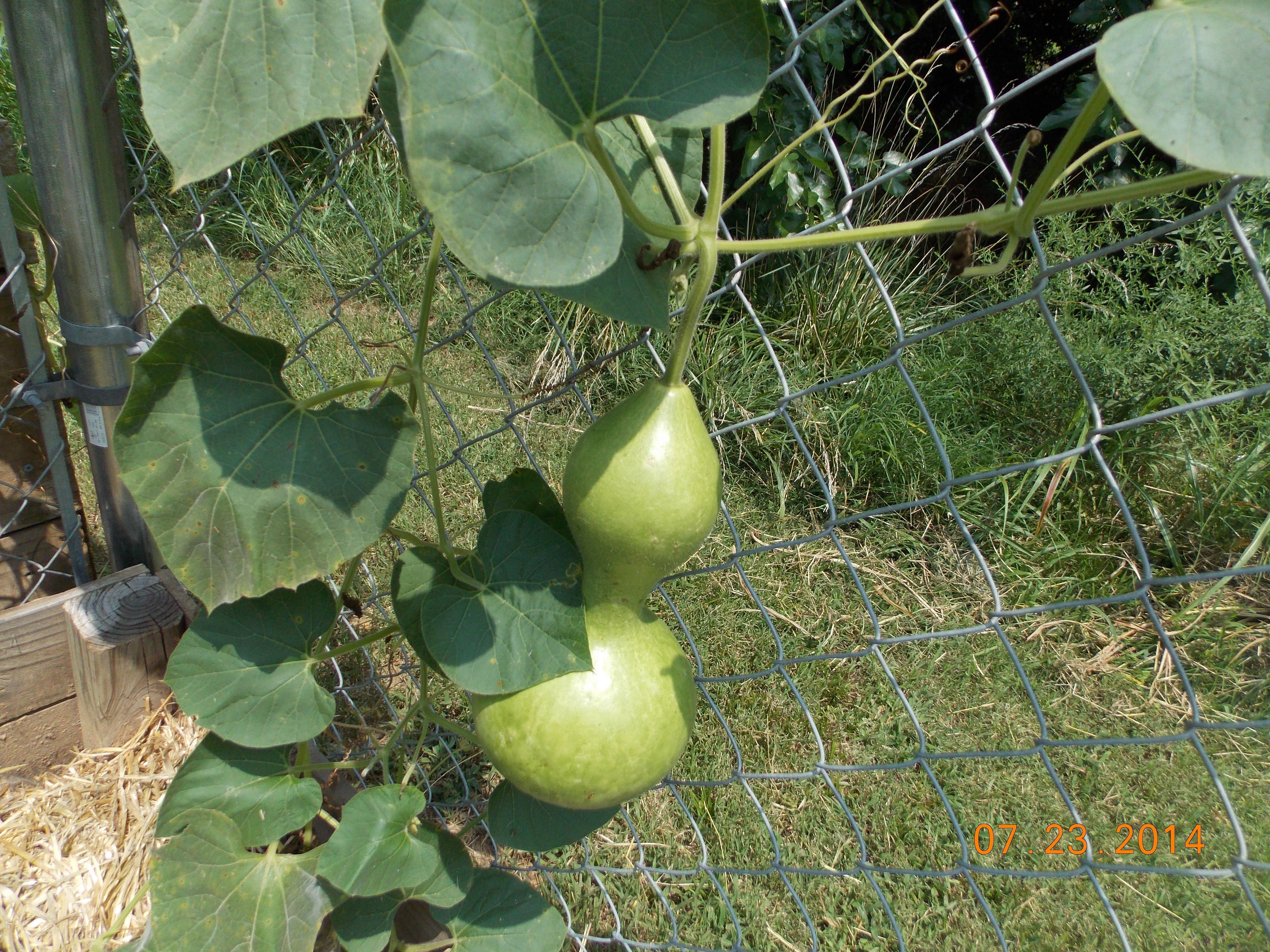 best of Vine mature will Gourds not on