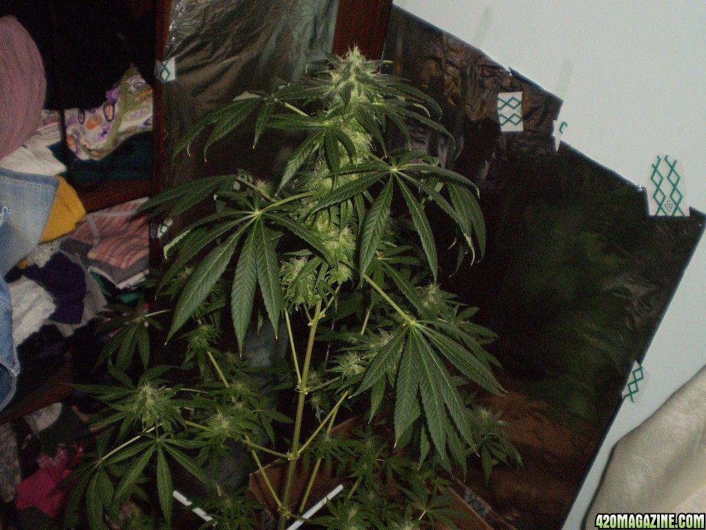 Amateur marijuana growing 