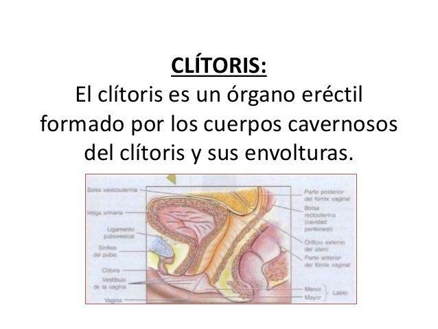 Versace reccomend Anatomia del clitoris
