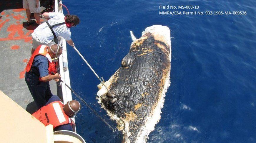 Oil spill effects on sperm whales
