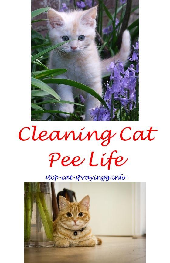 best of Furniture peeing Cat from on