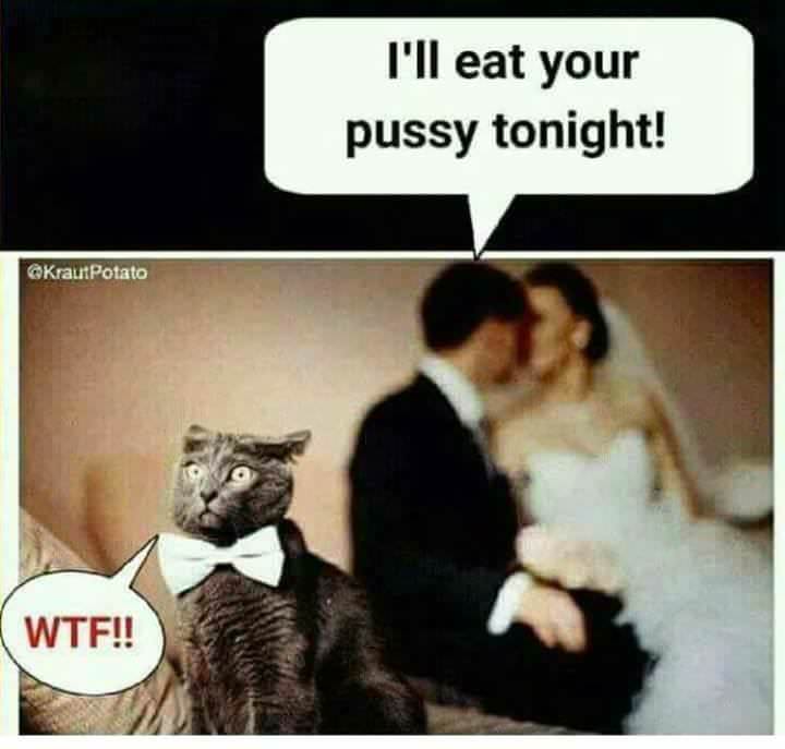 Cats eat pussy