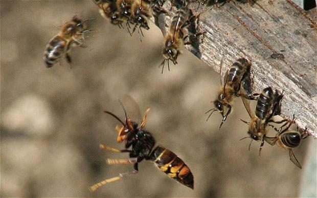 Asian giant hornet science journals