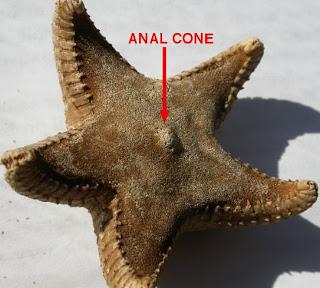 best of Sea star of Anus