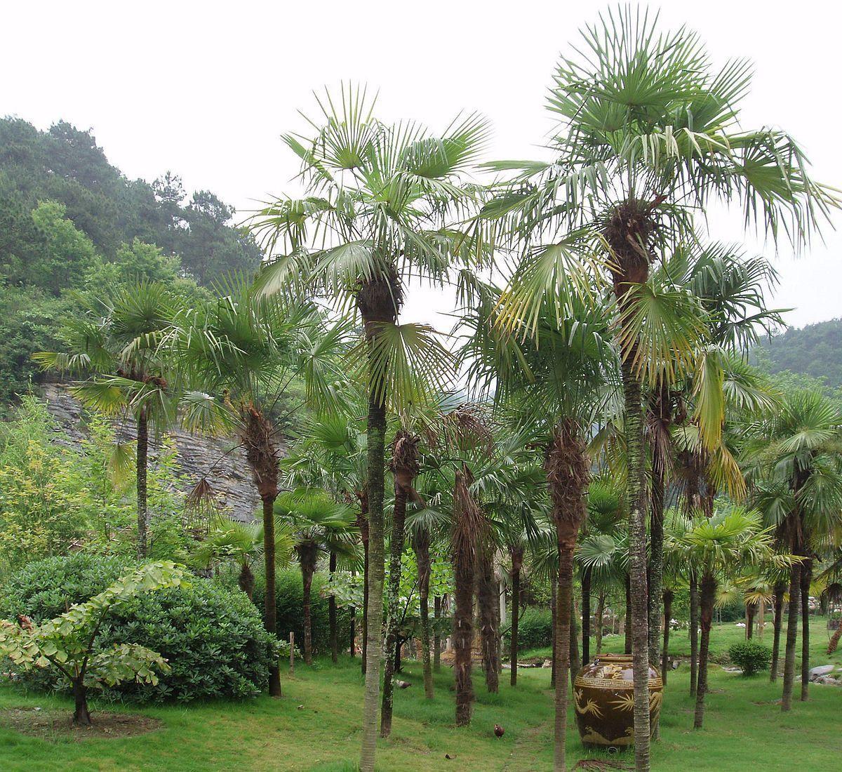 Asian plantations palm uk