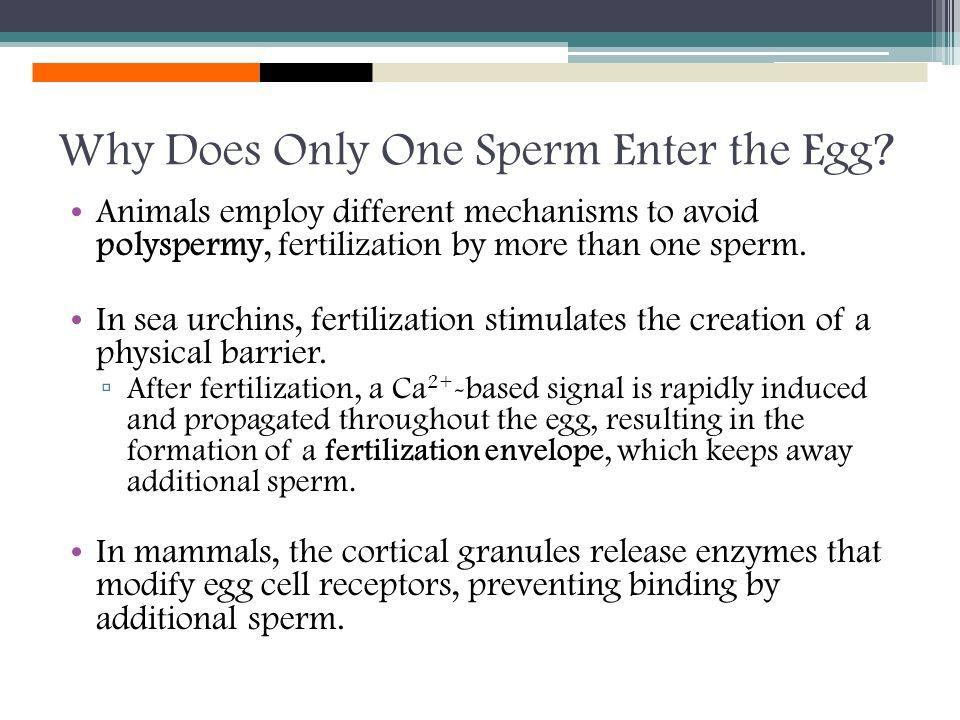 best of An Why sperm egg can only one fertilize