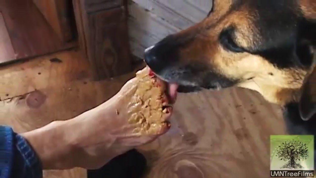 Puppy licking peanut butter on clit