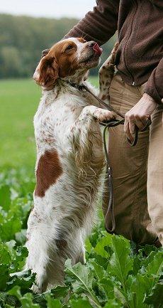 Flurry reccomend Adult brittany spaniel