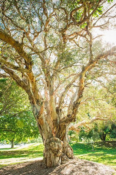 Mature historic trees of gold coast