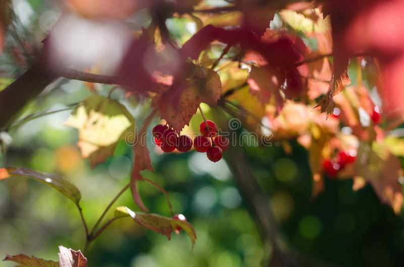 best of In mature Berries september that