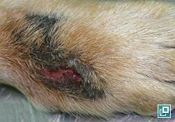 Biscuit reccomend Canine acral lick dermatitis
