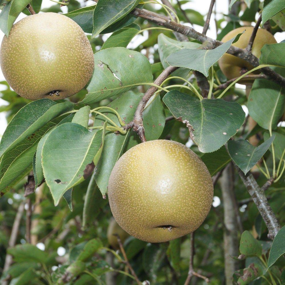 The L. reccomend Asian pears resistant to fireblight