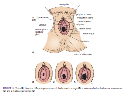 Rabbit reccomend Rectovaginal pain with orgasm